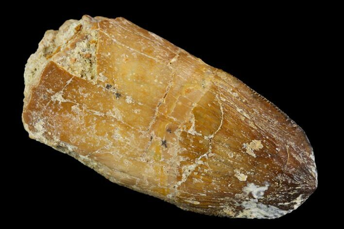 Rooted Cretaceous Fossil Crocodile Tooth - Morocco #122516